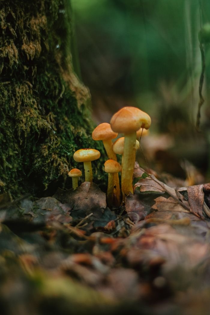 Wild mushrooms growing amidst moss and leaves in a forest setting.
